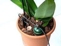 Tropf-Blumat Mini Set2 Orchid