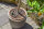 Small Pot-Distributors